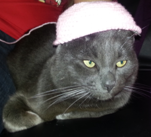 Jasper happily wearing his hat